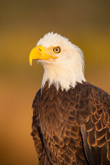 Fototapeta premium Bald Eagle portrait in golden light