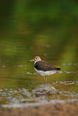 Solitary Sandpiper standing at the edge of a pond