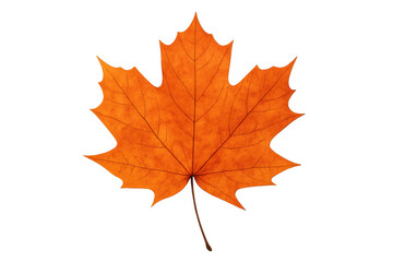 Fototapeta premium Isolated orange maple leaf with transparent background, perfect for fall-themed projects and designs