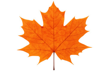 Studio shot of a vibrant orange maple leaf isolated on a transparent background, capturing the essence of fall