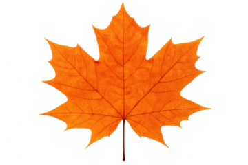 Studio shot of a vibrant orange maple leaf isolated on a transparent background, capturing the essence of fall