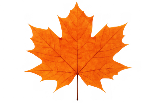 Studio shot of a vibrant orange maple leaf isolated on a transparent background, capturing the essence of fall