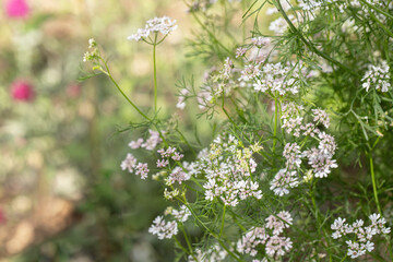 Blooming coriander (Coriandrum sativum). Copyspace.