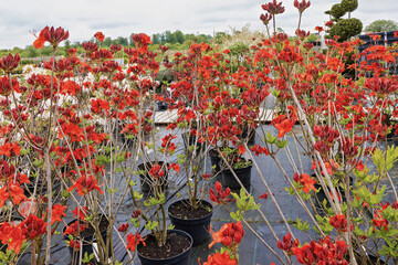 The blooms of the azalea parkfeuer the sales center in spring