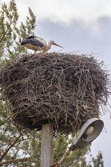 A stork rests in a large nest on a pole among the trees