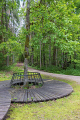 Wooden circular platform around a tree in a serene forest setting during the day