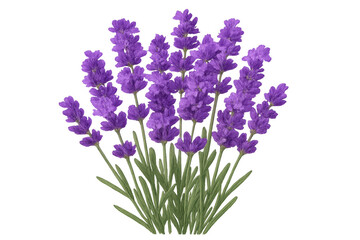 Naklejka premium Vibrant purple lavender blossoming, transparent backdrop highlighting delicate botanical beauty against clean surface