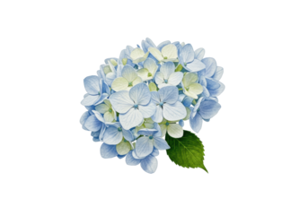 Delicate watercolor illustration of a single hydrangea floret with soft white and light blue petals and green veins, isolated on a transparent background with copy space, ultra-realistic UHD photo