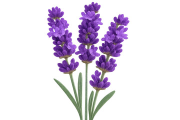 Fototapeta premium Lavender flowers blooming on stems adorned with lush green leaves, beautifully isolated against a transparent background, showcasing vibrant colors