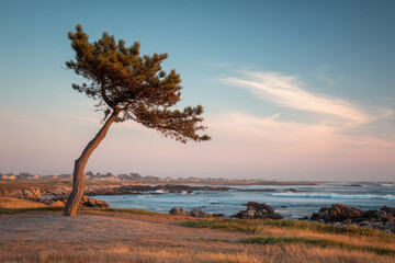 Obraz premium serene summer landscape featuring solitary pine tree on edge of ocean in california