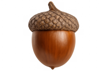 Close-up of a ripe acorn still wearing its textured cap, isolated on a transparent background, ready for compositing