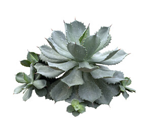 Tropical agave plant isolated on white background.This has clipping path.
