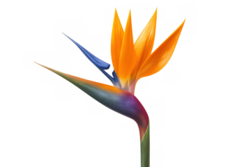 Bird of paradise flower blooming, revealing vivid orange and blue petals on transparent white backdrop