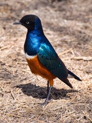 Superb Starling in Serengeti National Park, Tanzania