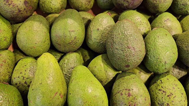 Freshly harvested green avocados piled up, featuring slightly rough skin texture and an oblong shape, ready for market.