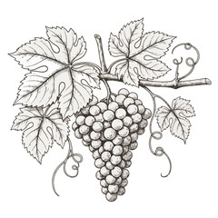 Obraz premium Grapevine illustration with detailed leaves and bunch of grapes 
