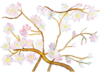 Oriental New Year greeting card. Fruit tree blooming branch flowers isolated on a transparent background 