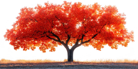 Vibrant Red Autumn Tree with Detailed Branches and Leaves on Transparent Background stunning tree bright red autumn foliage stands prominently The transparent background makes easy
