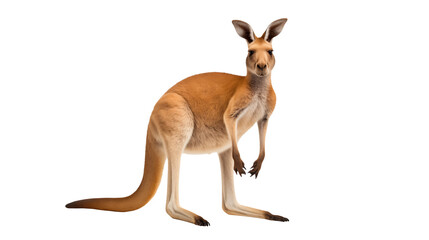 Striking red kangaroo poses elegantly with a transparent background.
