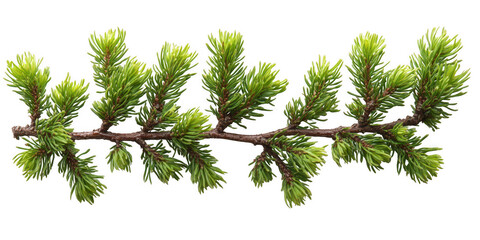 Obraz premium Fresh Green Spruce Branch with New Growth Isolated on Transparent Background detailed image spruce branch vibrant green needles and new growth The transparent background makes