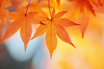 A close-up of vibrant orange autumn leaves against a soft blurred background, highlighting the beauty of fall and the changing colors of nature