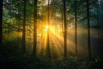 Naklejka premium Sunlight filtering through the trees in a misty forest, creating a magical atmosphere with beams of light cutting through the foliage