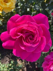 Kwiat róży polska wieś