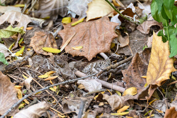 An example of protective coloration in butterflies (Lepidoptera): a daytime butterfly sits on the ground among dry leaves with folded wings, the underside of its wings has a protective coloration.