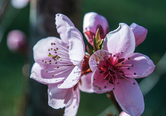 Beautiful cherry blossoms on a branch.