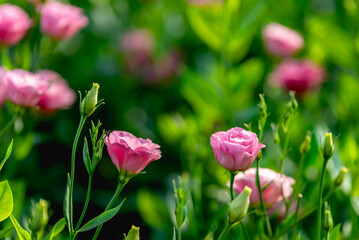 Pink Roses flower in rose field agriculture farm, close up romantic image of beautiful flowers background with amazing colorful roses.
