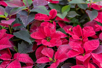 Vibrant red poinsettia plants with dewdrops on their bracts, symbolizing the festive spirit of...