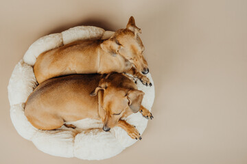 Top view of two dachshunds curled together in round pet bed for animal bonding, home life or...