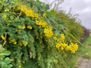 Wiosenne krzewy  © Maciej G. Szling