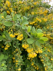 Wiosenne krzewy  © Maciej G. Szling