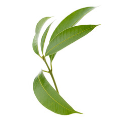 Leaves of the Marian Plum are isolated on a transparent background