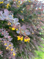 Wiosenne krzewy  © Maciej G. Szling