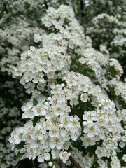 Wiosenne krzewy  © Maciej G. Szling