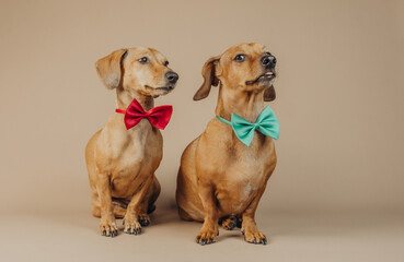 Dachshunds in red and green bow ties looking sideways for alertness, pet interaction or character...