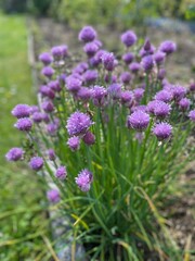 Szczypiorek, kwitnie, wiosna