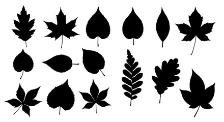 A vibrant collection of autumn leaf vectors, illustrating nature's seasonal design elements