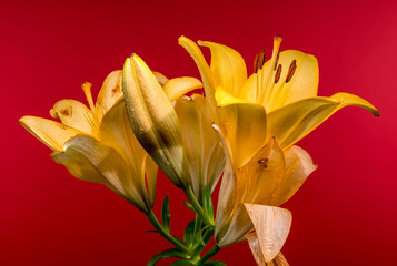 Luminous Yellow Lilies and Buds on a Fiery Red Background