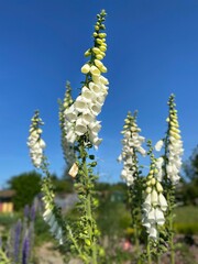 Naklejka premium Wiosenne kwiaty polska wieś.