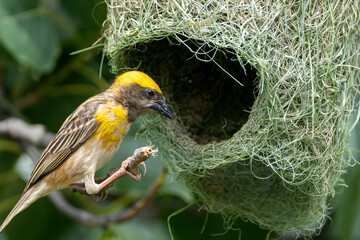 Baya Weaver (Ploceus philippinus) with nest close-up shot. These birds are known as engineer birds for their remarkable nest-building skills.