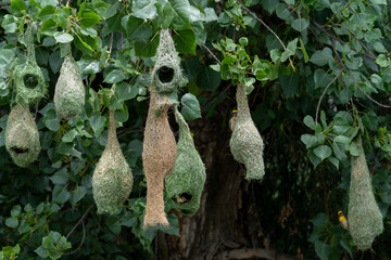 Baya Weaver (Ploceus philippinus) with nest close-up shot. These birds are known as engineer birds for their remarkable nest-building skills.