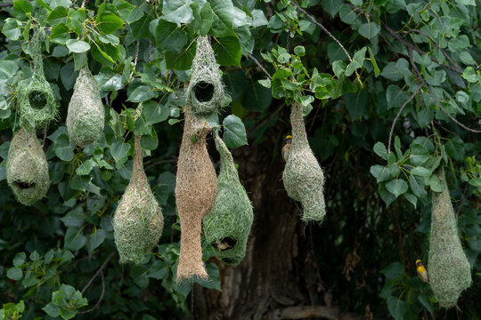 Baya Weaver (Ploceus philippinus) with nest close-up shot. These birds are known as engineer birds for their remarkable nest-building skills.