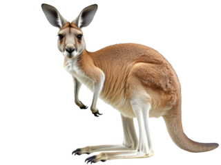 Kangaroo cutout on transparent background png format wildlife showcase australian environment high-quality image