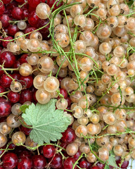 Heap of Red and White Currants