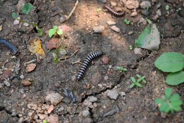 Greenhouse millipede. Its common names are Oxidus gracilis, hothouse millipede, shortflange millipede and garden millipede.This is a species of millipede in the family of Paradoxosomatidae.
