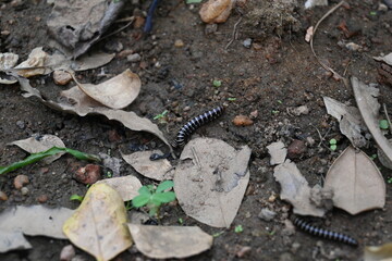 Greenhouse millipede. Its common names are Oxidus gracilis, hothouse millipede, shortflange millipede and garden millipede.This is a species of millipede in the family of Paradoxosomatidae.