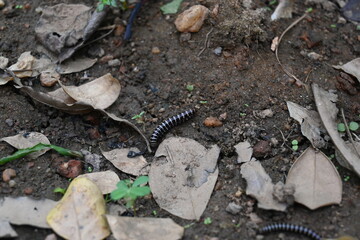 Greenhouse millipede. Its common names are Oxidus gracilis, hothouse millipede, shortflange...